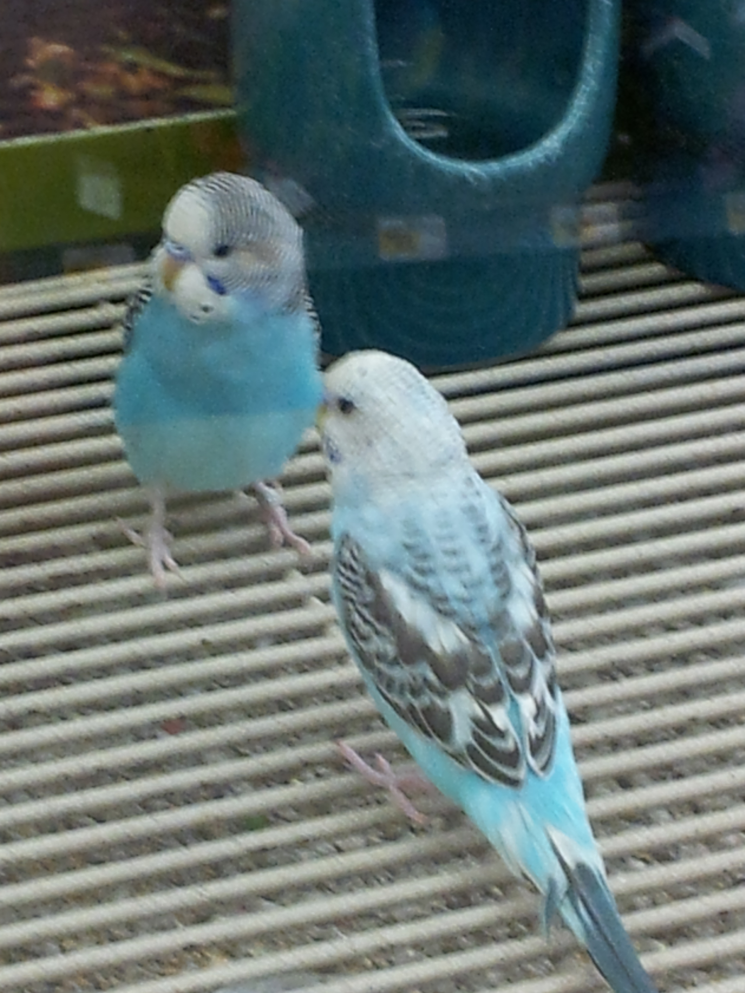 A blue budgerigar parakeet, a popular pet color mutation
