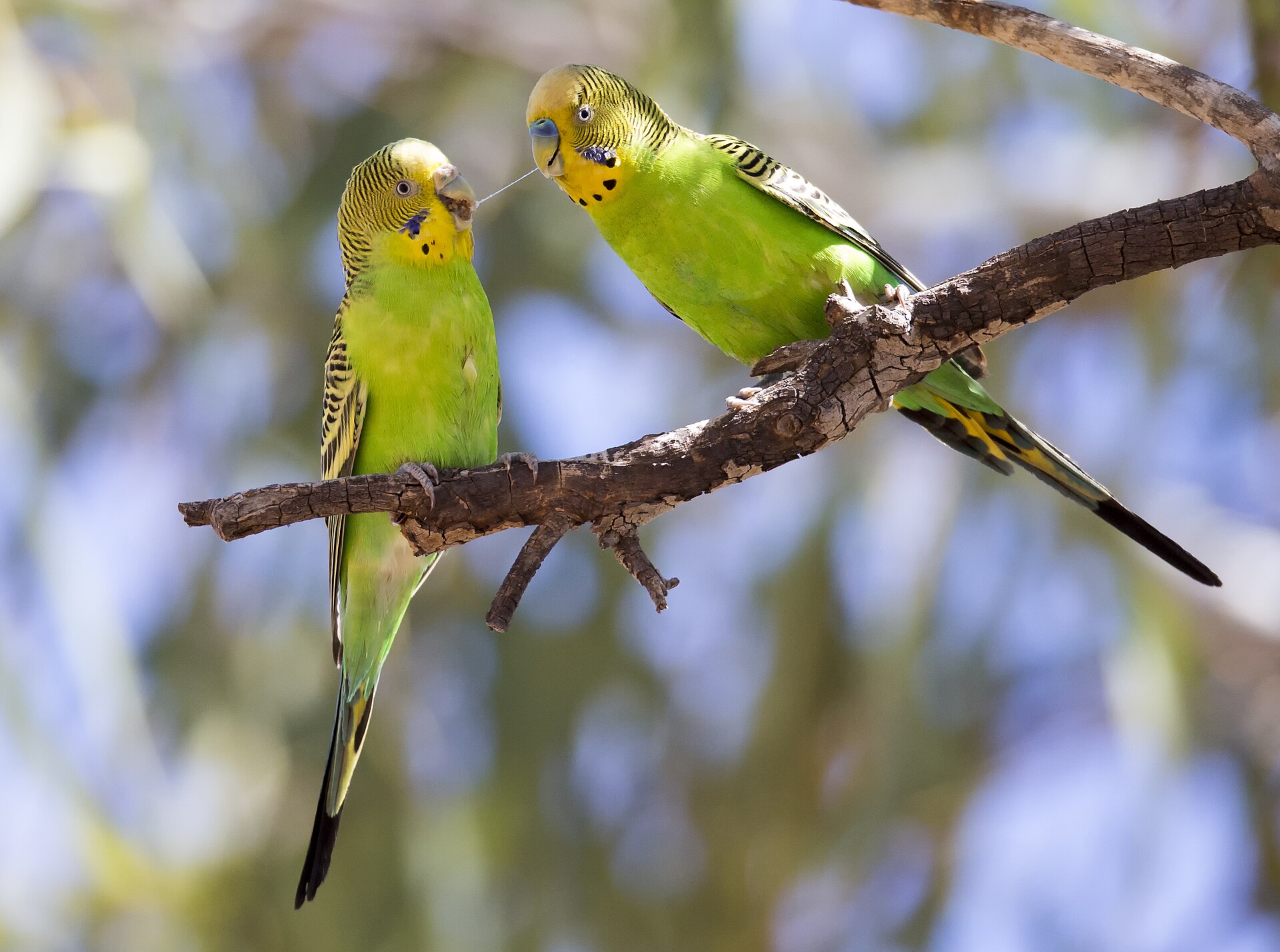 A colorful green and yellow budgerigar perched outdoors