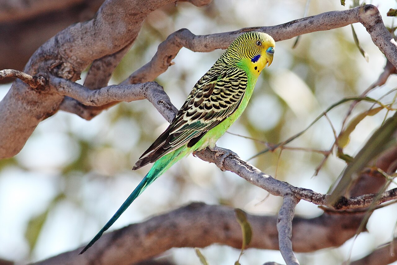 Wild-colored green male budgerigar perched near Cameron's Corner, Queensland